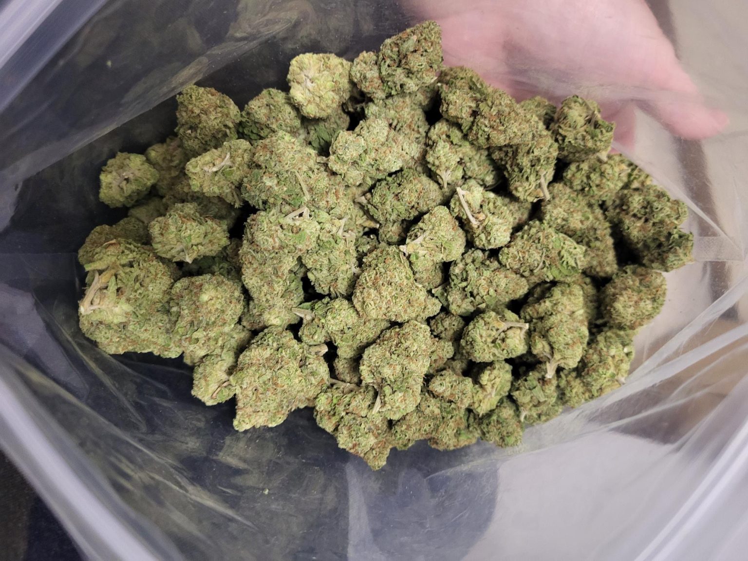 Gelato AAA+ - Image 1