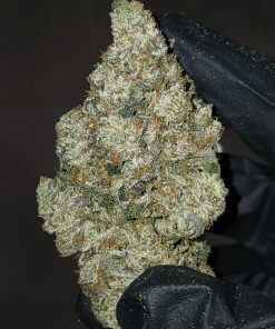 Gucci Pink Strain AAAA+