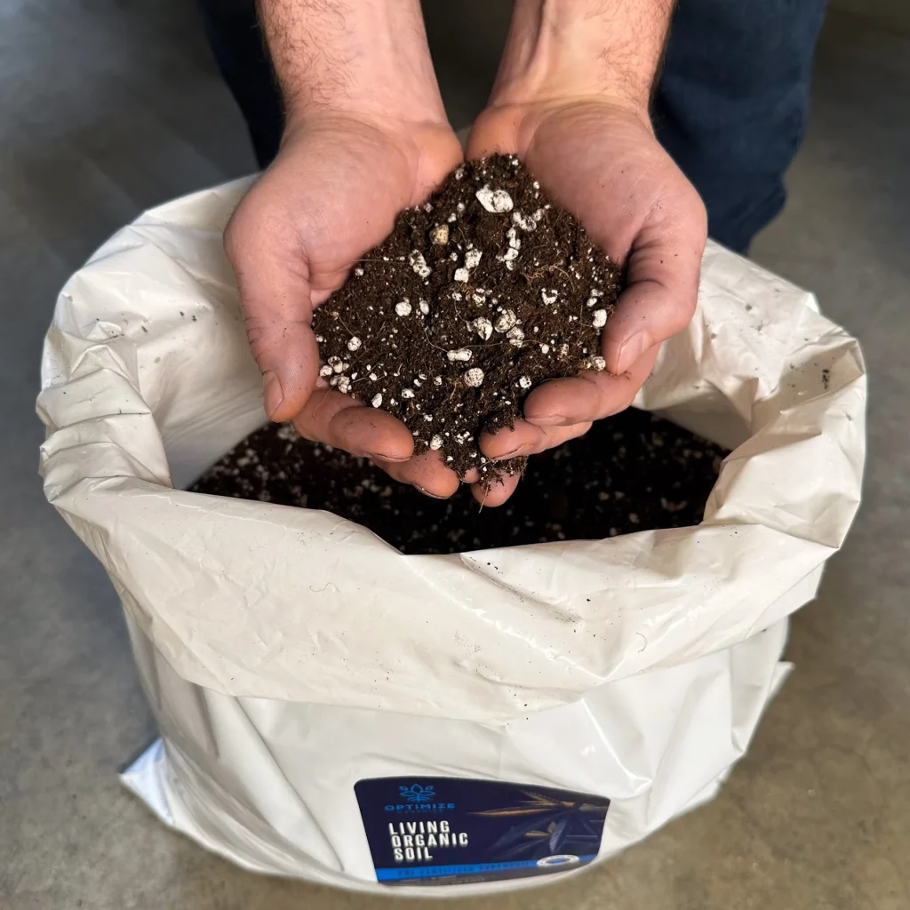 Hands holding nutrient-rich living organic soil with perlite for growing cannabis.