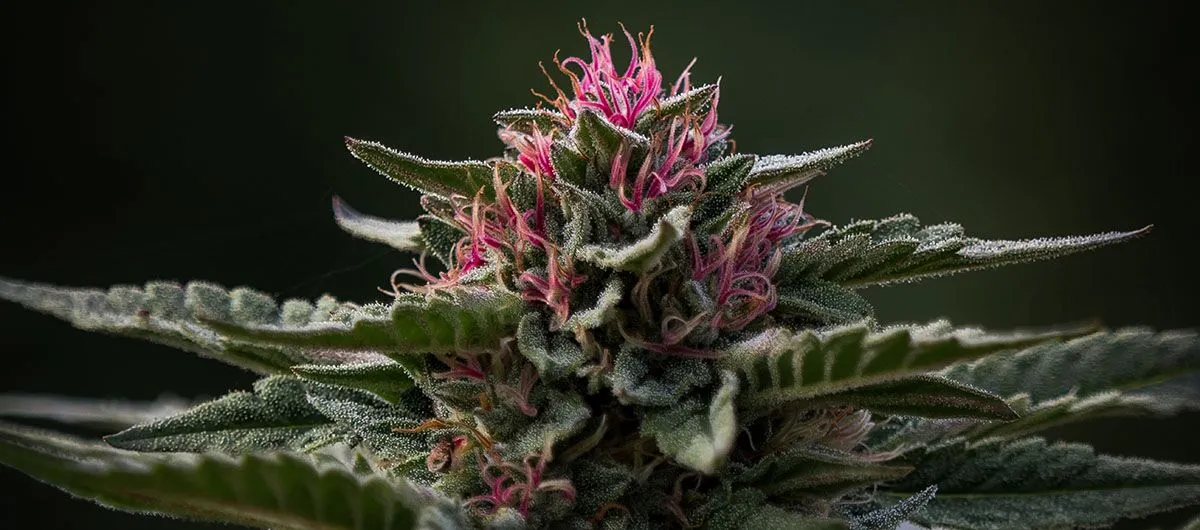 Pink Kush