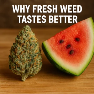 Cannabis bud beside a slice of watermelon with text “Why Fresh Weed Tastes Better.”