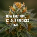 Macro close-up of cannabis trichomes with orange pistils, illustrating how trichome colour predicts potency and the type of high.